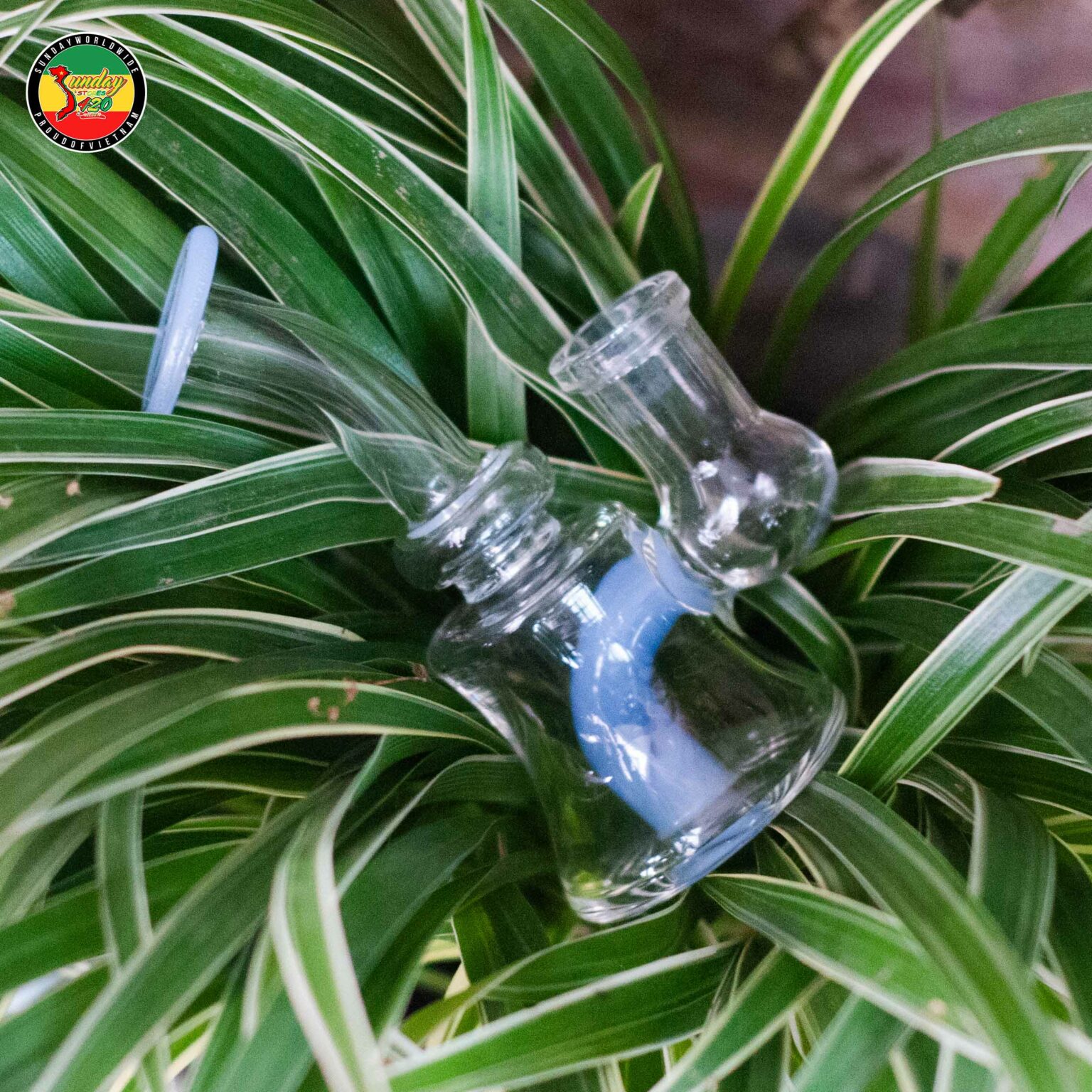 Baby Rig - BTT504 - Sunday Stores 420