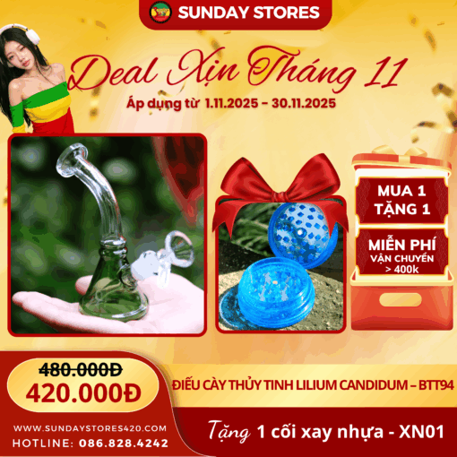 Lilium Candidum - BTT94